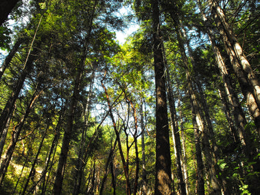 Powerful Think Well Testimonial from "Live Right for Your Species Type" book